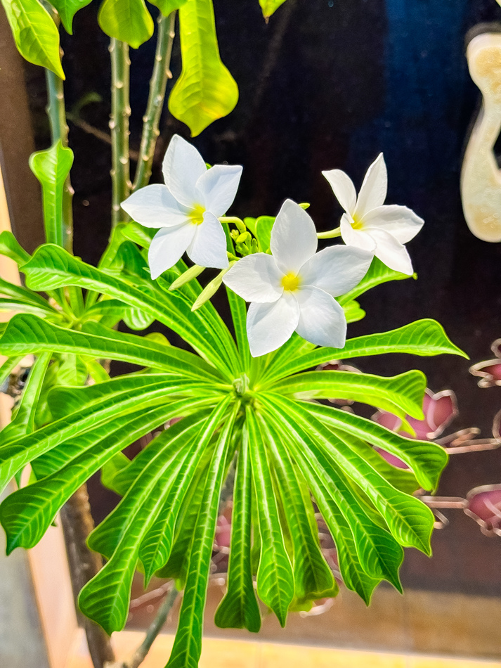 雞蛋花