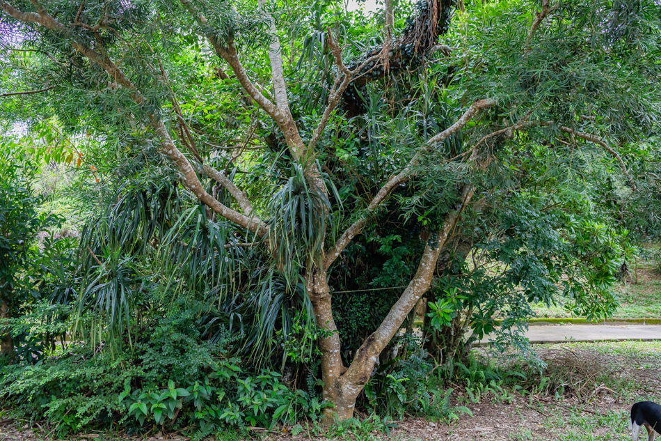 屏東高仕部落小旅行補充照片 (9) 屏東高仕部落小旅行補充照片 (9)