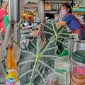 阿蘭古早味（碗粿、豬血湯） (3).jpg