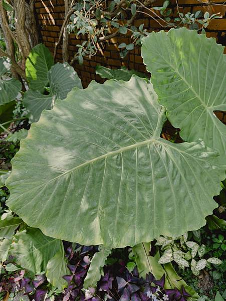 Jimmy's Home 吉米.夢 綠食咖啡館 (4).jpg