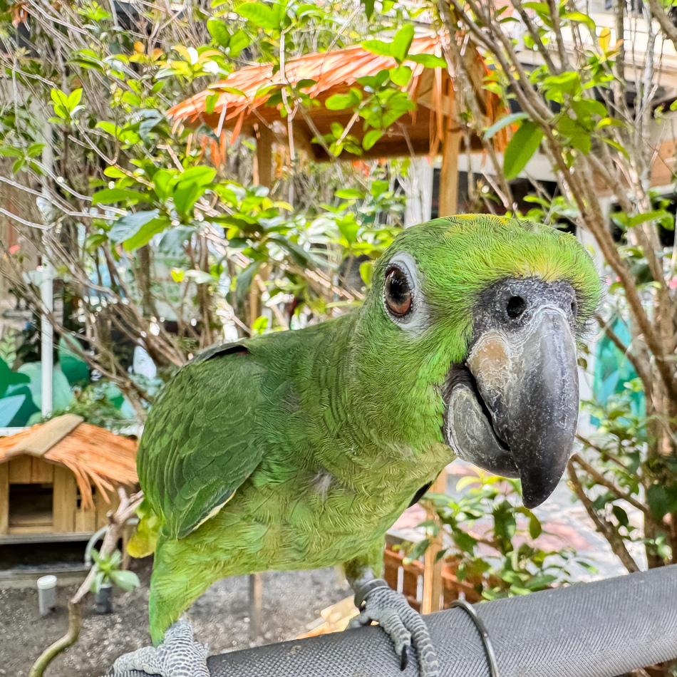 館內多種色彩斑斕的鸚鵡展示，展現出動物界的活力與智慧