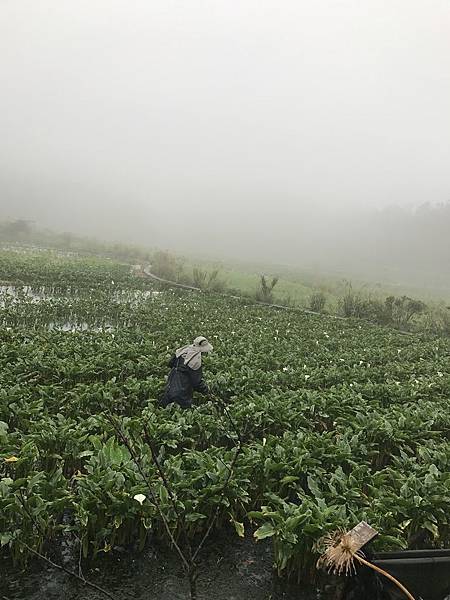 陽明山竹子湖-名廚餐廳 (110).jpg