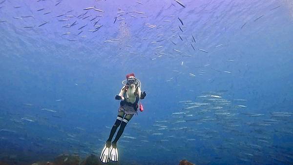 後壁湖出水口右側海龜.梭魚群 (2).jpg