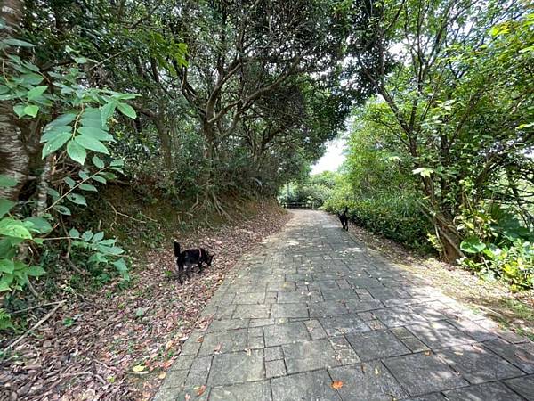 新北石門茶山步道