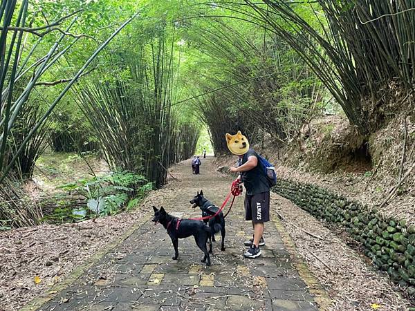 新北石門茶山步道