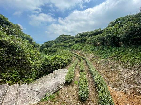 新北石門茶山步道