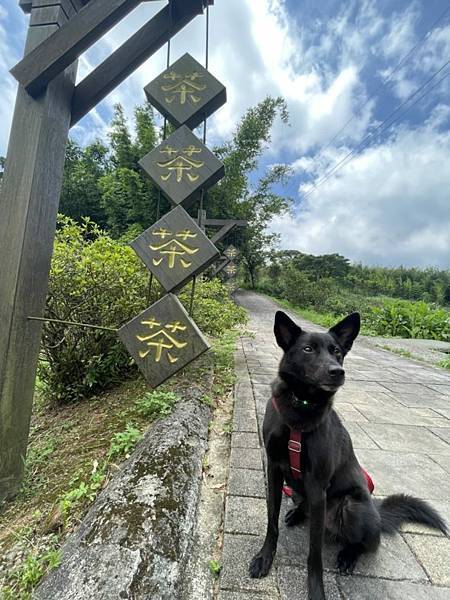 新北石門茶山步道