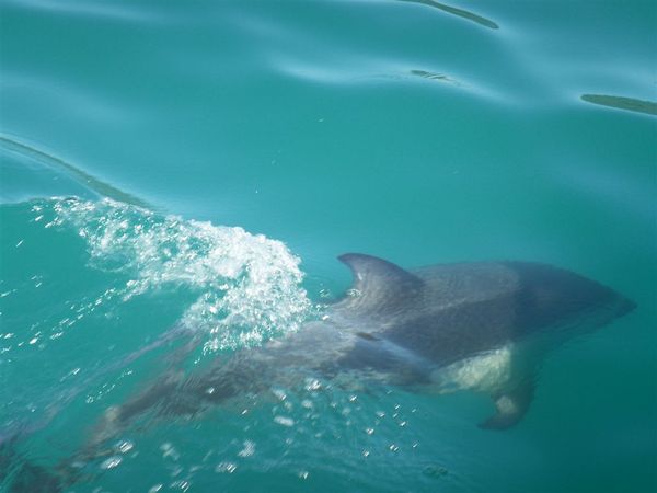 PICT1347-Dusky dolphin visited us at Kaikoura.JPG