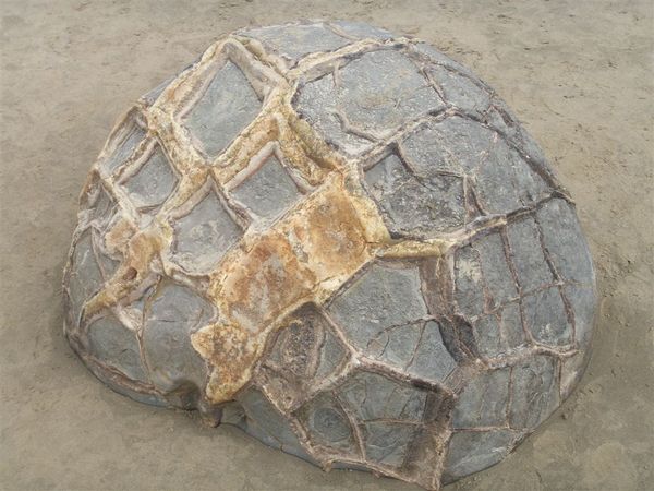 PICT1416-Fancy crack pattern with calcite vein filling of Moeraki Boulders.JPG