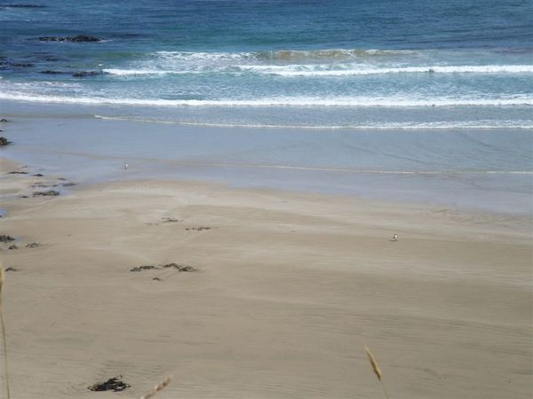 PICT1629-Yellow-eyed Penguin parents coming home at Roaring Bay, Nugget Point.JPG