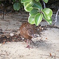 PICT1789-Weka the flightless rail on Ulva.JPG