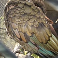 PICT1852-Kea in Queens Park, Invercargill.JPG