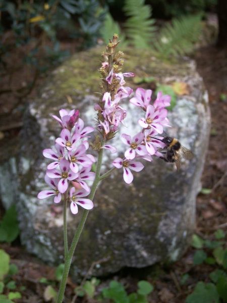 PICT1874-Bee feeding in Queens Park, Invercargill.JPG