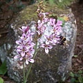 PICT1874-Bee feeding in Queens Park, Invercargill.JPG