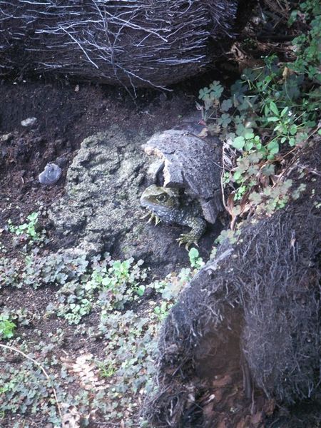 PICT1876-the modern dinosaur--Tuatara at Invercargill.JPG