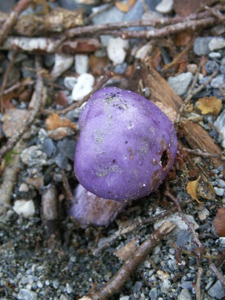 PICT2033-Purple mushroom near Haast Pass.JPG