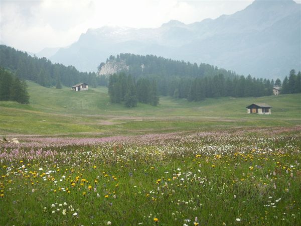 PICT2559-Val Fex, Ober Engadin(20070625).JPG