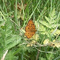 PICT2803-'Northface Trail' Allmendhubel to Murren, Berner Oberland(20070701).JPG