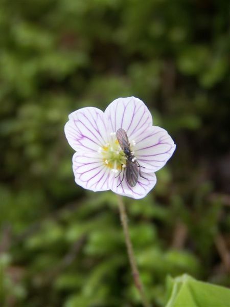 20080423-030 Flowers in Vintgar gorge(Bled)-PICT3228.JPG