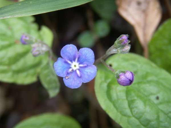 20080423-053 Flowers in Vintgar gorge(Bled)-PICT3252.JPG