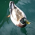 20080424-020 Pletna ride on Blejski Jezero with mallard(Bled)-PICT3367.JPG