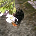 20080425-014 Bee in Stara Fuzina(Bohinj)-PICT3474.JPG