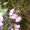 20080425-016 Bee in Stara Fuzina(Bohinj)-PICT3476.JPG