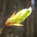 20080425-041 Budding leaves in Gorge Mostnica(Bohinj)-PICT3505.JPG