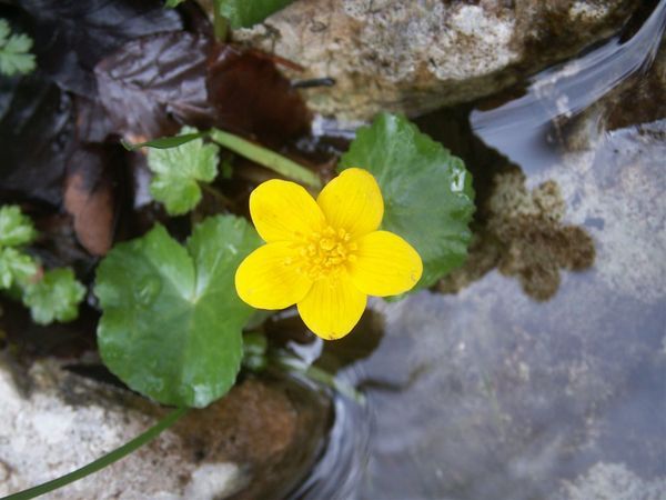 20080425-045 Flowers in Gorge Mostnica(Bohinj)-PICT3509.JPG