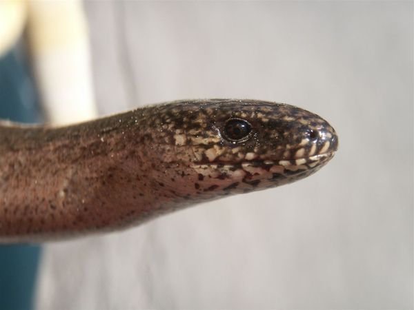 20080427-027 Snake lizard in Stara Fuzina(Bohinj)-PICT3601.JPG