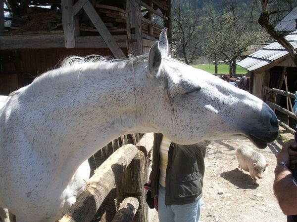 20080427-111 Lipizzaner at Mrcino Ranc in Studor(Bohinj)-PICT3689.JPG