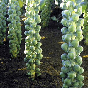 brussel sprouts