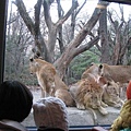 愛寶樂園*野生動物園