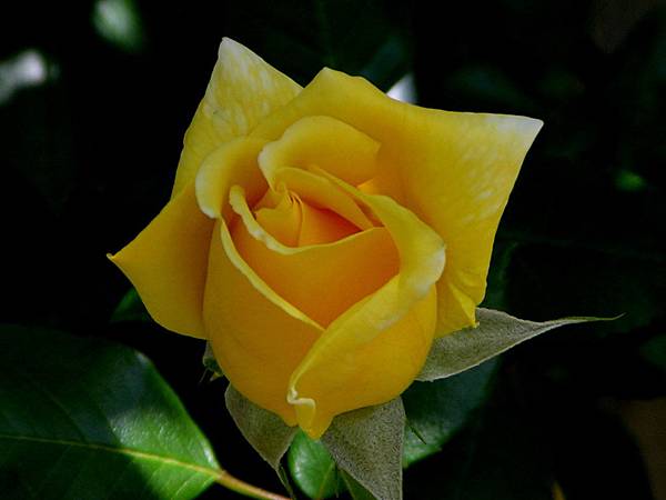 麗日千層豔@ 尊謙山房:: 痞客邦::