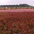 DSCF2512.JPG