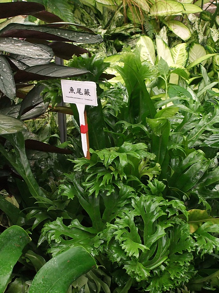 DSCF2468.JPG