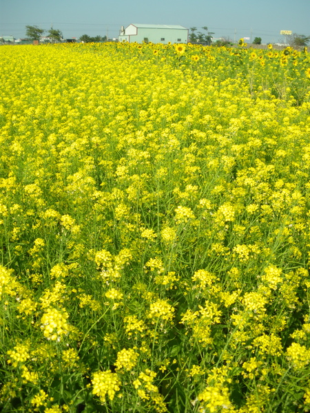 故鄉的油菜花田