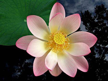 pink_lotus_flower.jpg