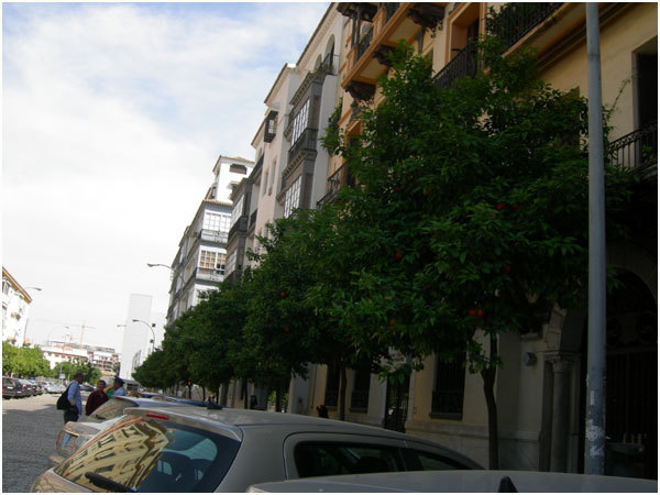 08.Sevilla大學附近巴士站街道旁的橘子樹.jpg