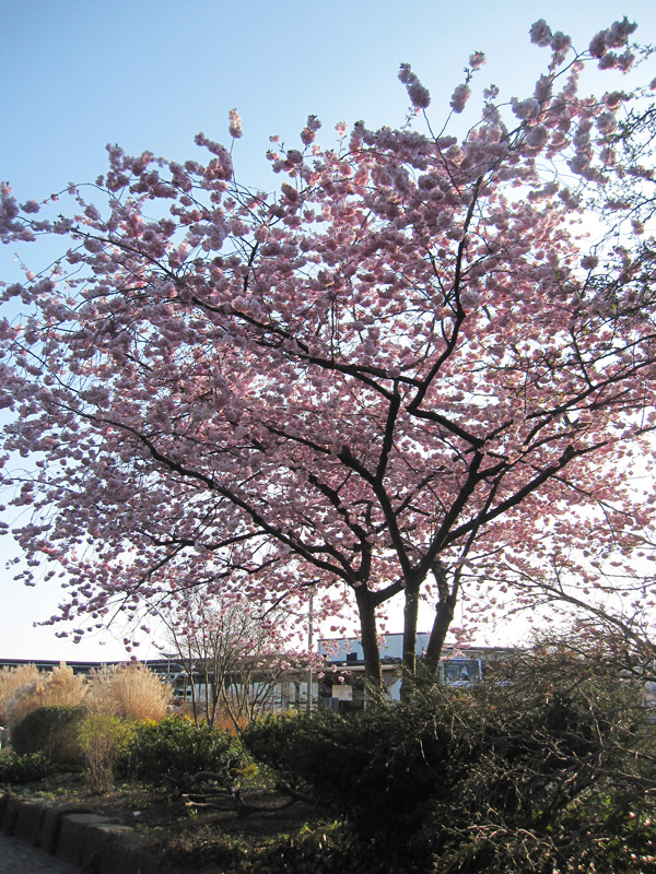 88.飯店附近公園.jpg