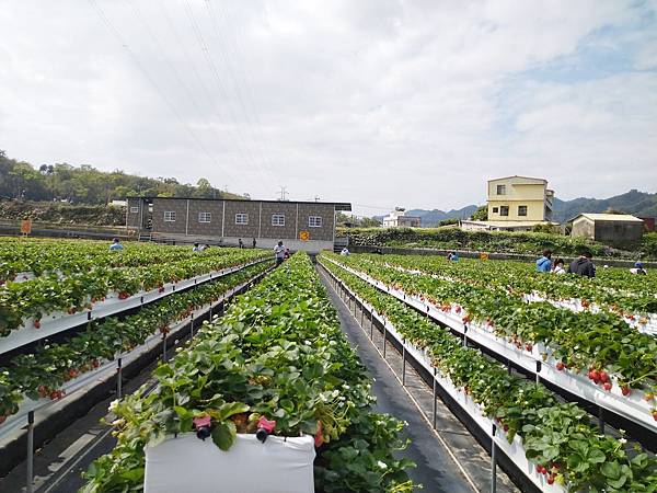 滿意牛奶草莓園_2.JPG