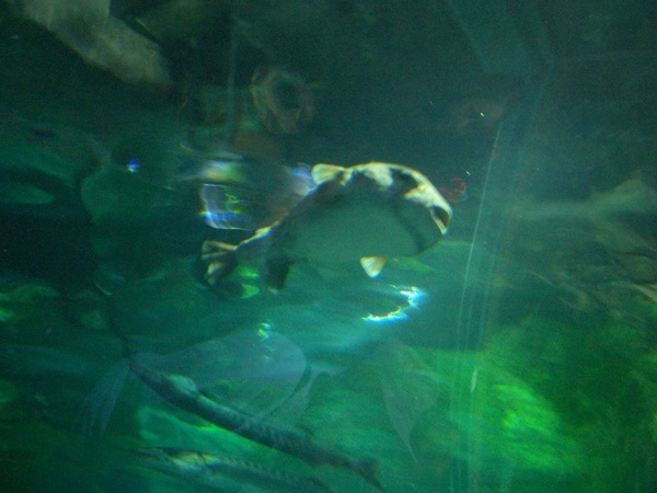 怪魚