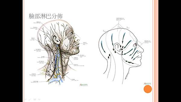 淋巴按摩6.jpg