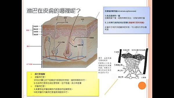 淋巴按摩5.jpg