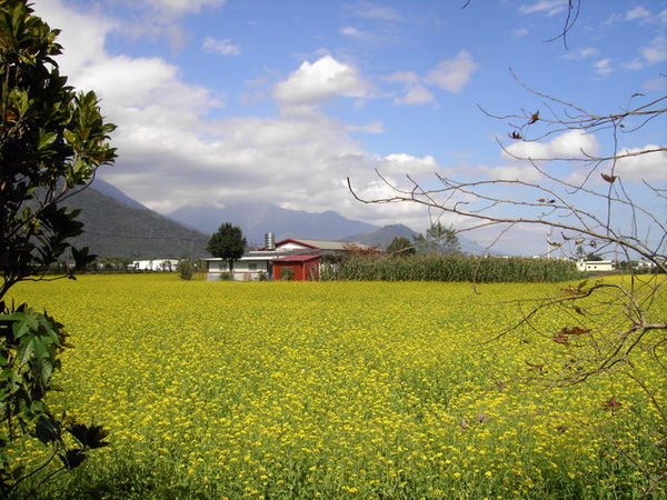 油菜花田