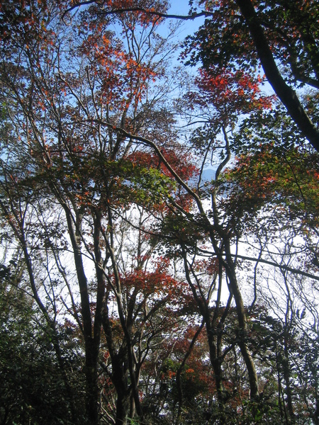 楓紅10，後面是雲海喔