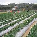 回程時順道去草莓園買草莓，很便宜唷！