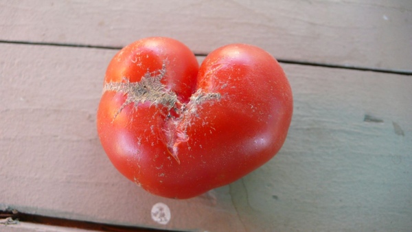 裂掉的愛心番茄