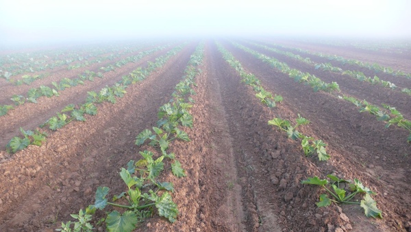 霧中的zucchini field