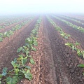 霧中的zucchini field